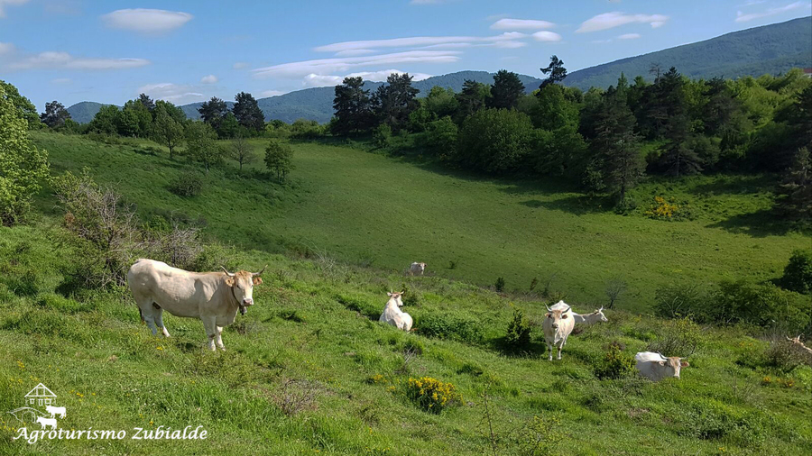 Nuestras bellas disfrutan del pasto de primavera